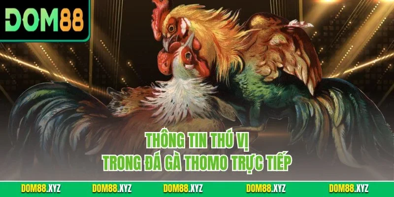 Thông tin thú vị trong đá gà Thomo trực tiếp